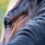 equini-come-animali-d'affezione