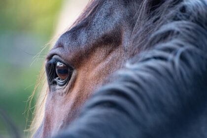 equini-come-animali-d'affezione