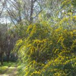 pineta-di-torre-grande-consigli