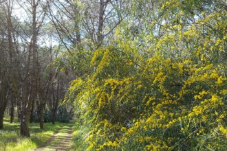 pineta-di-torre-grande-consigli