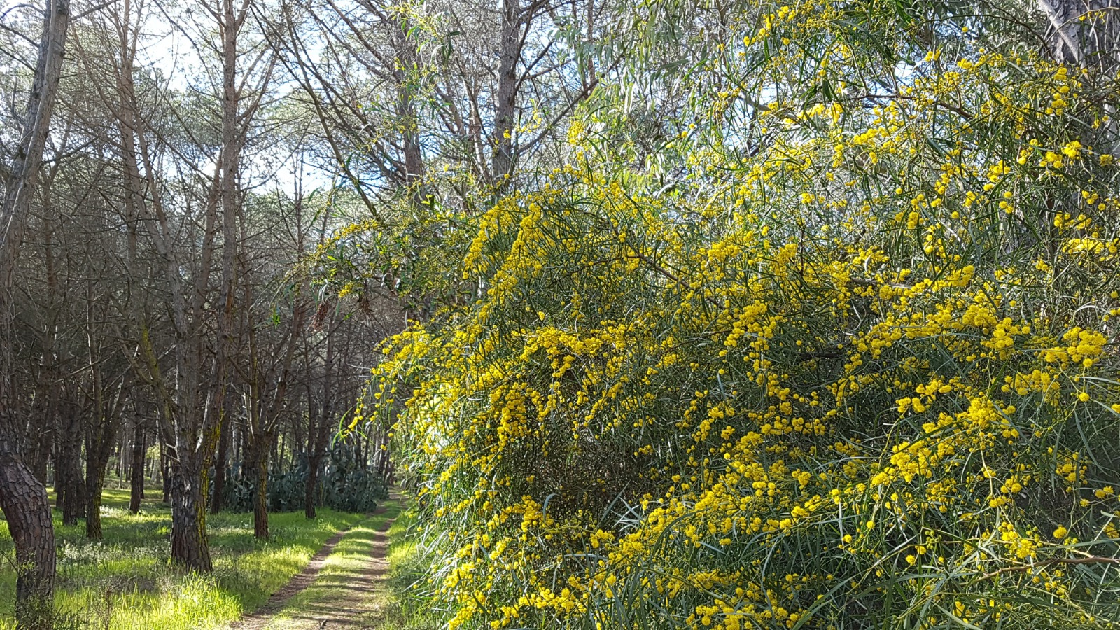 pineta-di-torre-grande-consigli